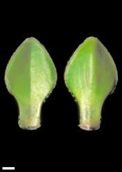 Veronica notialis. Leaf surfaces, adaxial (left) and abaxial (right). Scale = 1 mm.
 Image: W.M. Malcolm © Te Papa CC-BY-NC 3.0 NZ